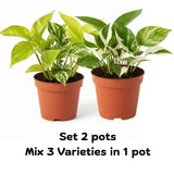 6 Mix Pothos Live Plants in Pot, 3 to 6 Inc Tall Pothos Live Plant, Assorted Varieties Vine Houseplants for Indoors Outdoors Garden, Hanging Basket, Easy to Care