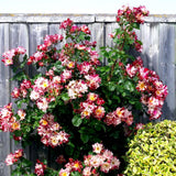 Fourth of July White Red Climbing Rose Live Plant Bare Root, Live Rose Bushes Ready to Plant Outdoor, 7-12 Inc Tall, Well Rooted, Cold Hardy