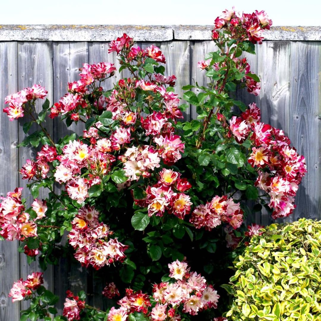 Fourth of July White Red Climbing Rose Live Plant Bare Root, Live Rose Bushes Ready to Plant Outdoor, 7-12 Inc Tall, Well Rooted, Cold Hardy