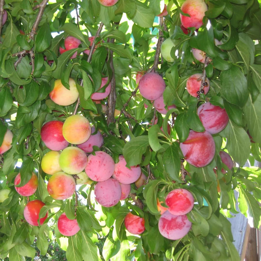 1.5-2 Feet Santa Rosa Plum Tree Live Plant, Well Rooted Bare Root, Dormant Cold Hardy for Planting, Sweet Plum Tree, No AK, HI, PR