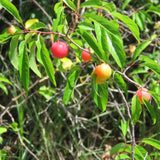 2 Plum Plants Live for Planting 12-18 Inch Tall, American Plum Tree Live Plant, Plum Tree Plant Live to Grow Outdoors, Dormant Bareroots