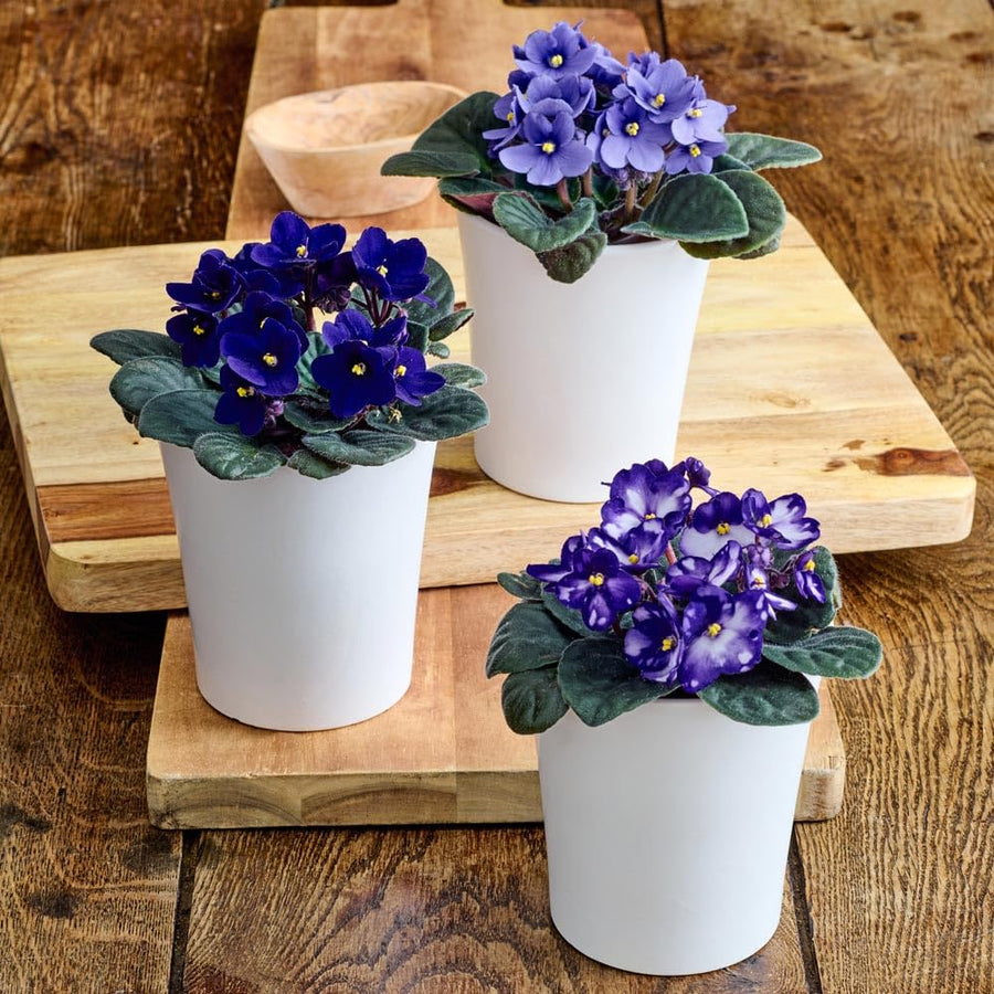 White Purple African Violets Live Plant in 4" Pot, Starter African Violet for HouseplantIndoor Outdoor Home Decor