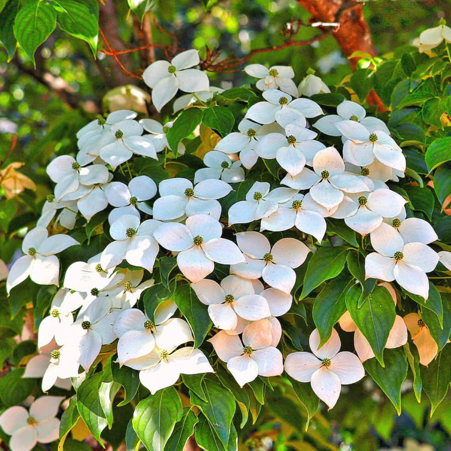 White Kousa Dogwood Tree Live Plant 1 Year Old in Quart Pot, 6-12" in Tall, Dormant in Winter, Spring Blooms