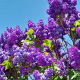 Purple Lilac Bush Live Tree Plant, 1 Year Old Tree for Planting, 6 to 12 Inches in Tall, Hardy Shrub, Dormant in Winter