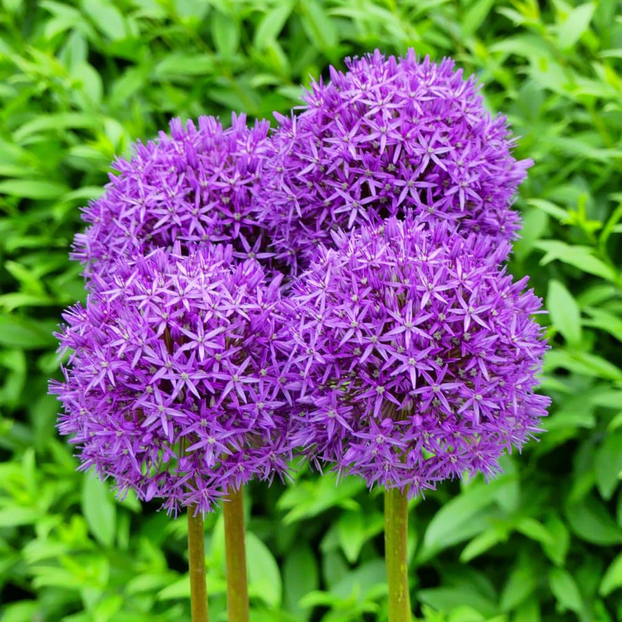 5 Allium Bulbs for Planting, Allium Gladiator Bulbs, Purple Blooming Onion Flowering Perennial for Spring and Summer Garden