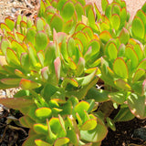 Jade Plant, Crassula Ovata Jade Succulent Plants Live, Succulent Indoor Houseplant, 3-5 Inches Tall in 2 Inch Pot for Growing