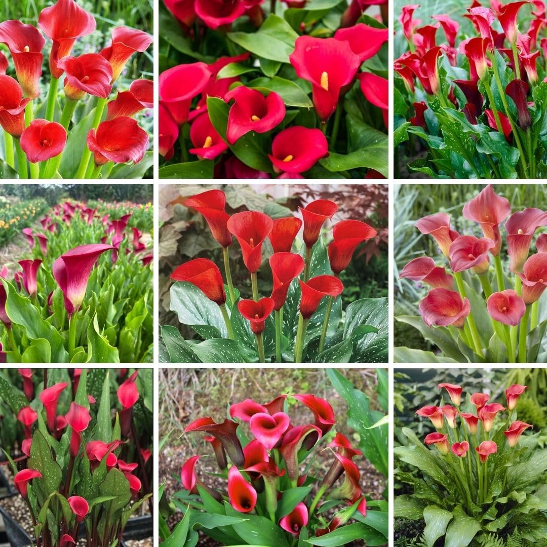 3 Red Calla Lily Bulbs for Outdoor Planting, Ornamental Flowers for Patio Pots, Landscape Borders and Garden, Flower Bulbs for Growing