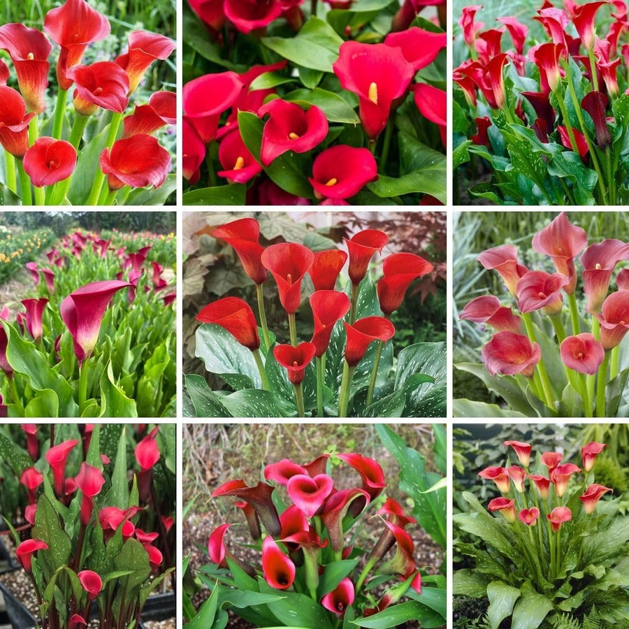 3 Red Calla Lily Bulbs for Outdoor Planting, Ornamental Flowers for Patio Pots, Landscape Borders and Garden, Flower Bulbs for Growing