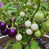 100 Mix Round Eggplant Seeds for Planting, Eggplants Seeds, Vegetable Plant Garden