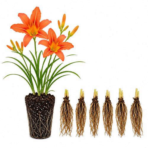 10 Wild Daylily Roots, Hardy Perennial Flower for Garden Beds and Borders Planting, Easy Care, Ready to Grow