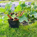 5 Rhubarb Plant Bare Roots for Planting, Large Size Perennial Rhubarb Crown Vegetables Well Rooted, Crisp Red Stalks, High Yielding