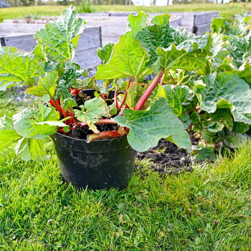5 Rhubarb Plant Bare Roots for Planting, Large Size Perennial Rhubarb Crown Vegetables Well Rooted, Crisp Red Stalks, High Yielding