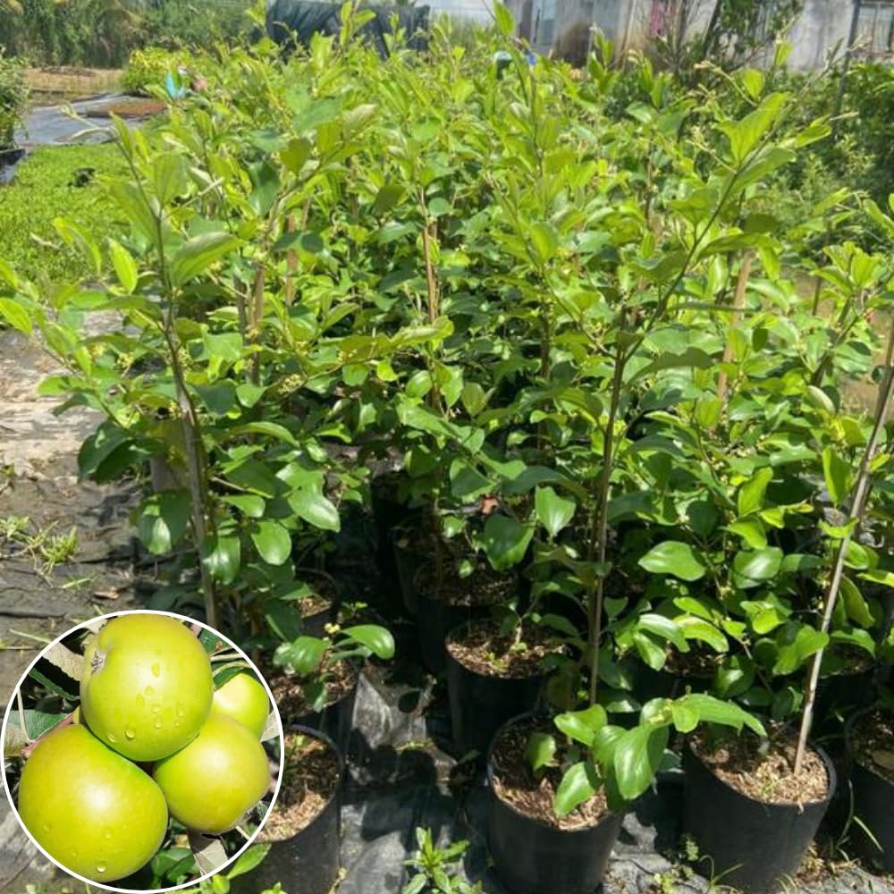 Green Apple Tree Live Plant, Sweet Apple Plant Live for Planting 2-3 Feet Tall, Gallon Pot, Live Apple Tree Plant, Apple Fruit Tree
