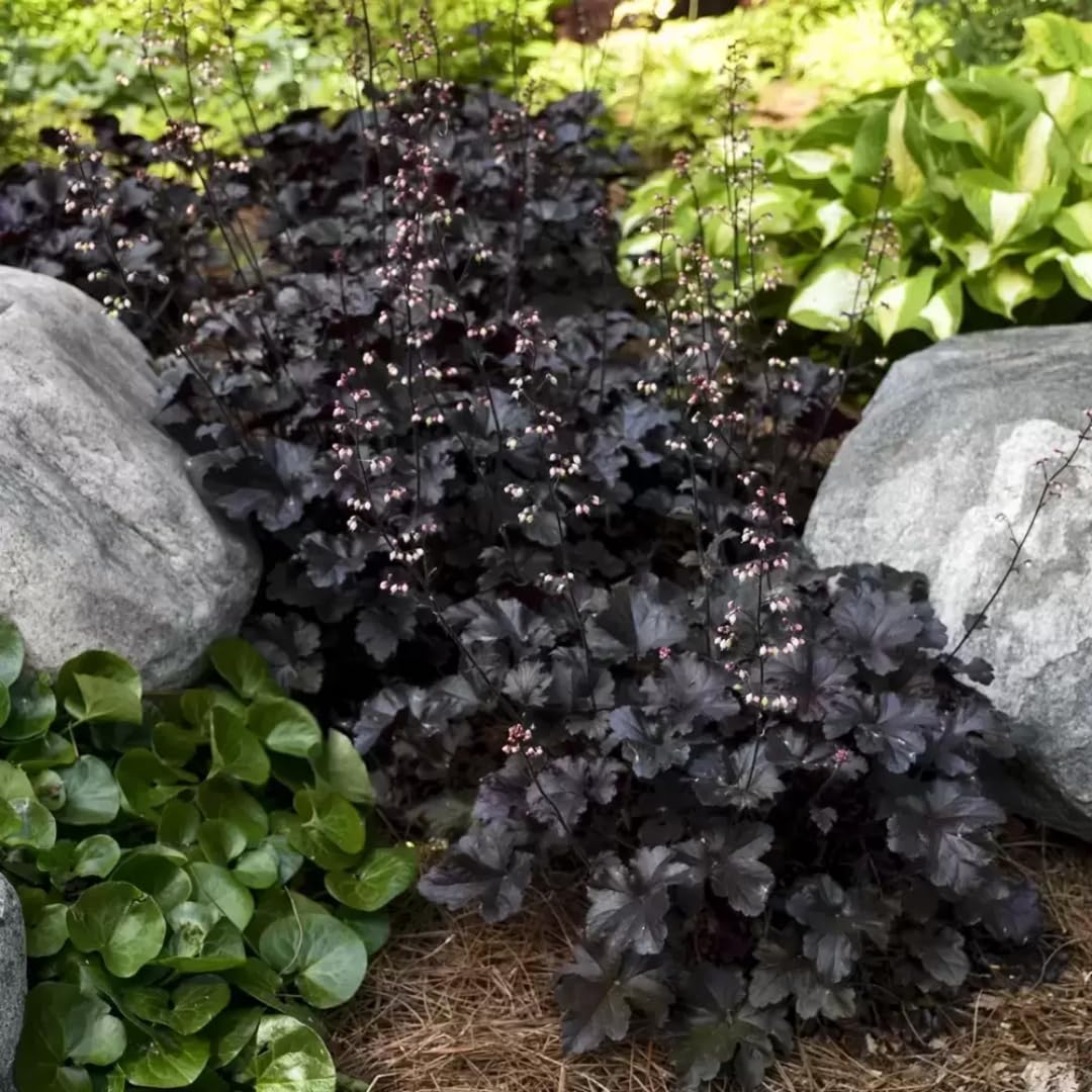 Heuchera Live Plant, Heuchera Coral Bells Live Plant, Purple Heuchera Houseplant, 5-8 Inc Tall, Change Color Leaf Heuchera