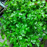 Parsley Plants Live for Planting Indoor Outdoor, Set 3 Plants, Live Parsley Plants for Garden, 4 to 6 Inches Tall