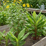 Set of 3 Ginger, Turmeric and Jerusalem Artichoke Rhizomes, Edible Root Plants for Garden, Fresh, Large Size, Ready to Grow