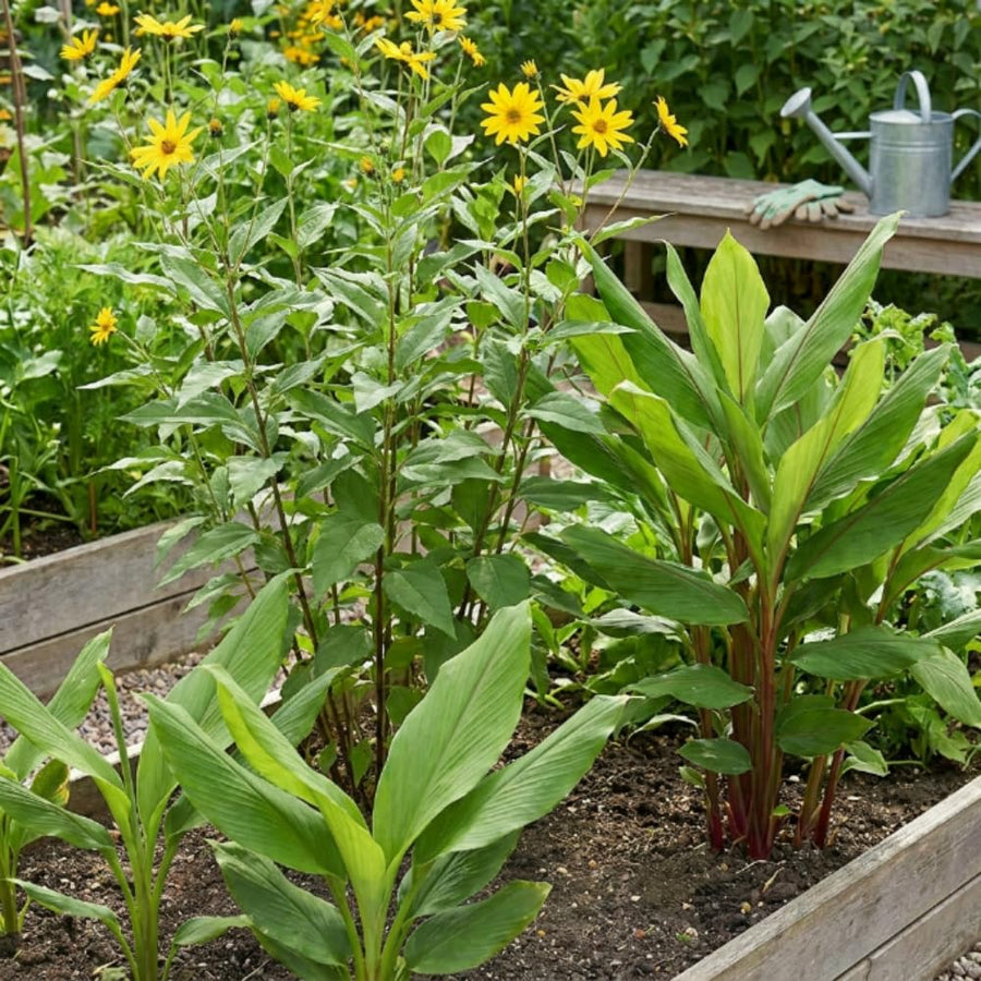Set of 3 Ginger, Turmeric and Jerusalem Artichoke Rhizomes, Edible Root Plants for Garden, Fresh, Large Size, Ready to Grow