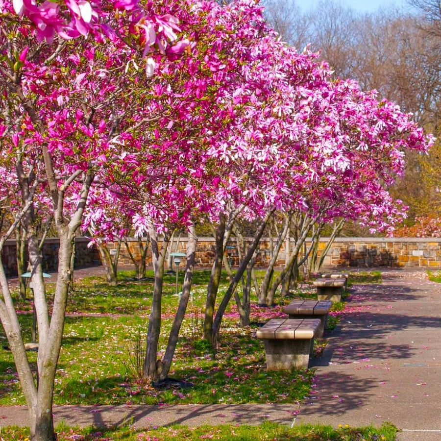 Jane Magnolia Tree Live Plant in 2.5 Inches Pot, Dormant in Winter, 6-12 Inches in Tall, Ornamental Spring Flowering Tree, Outdoor
