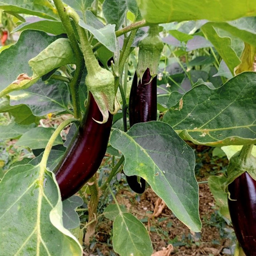 Purple Eggplant Plant in 4" Pot, 4-7" Tall Eggplant Vegetable Plants, Well Rooted, Eggplants Seedling for Home Garden Growing