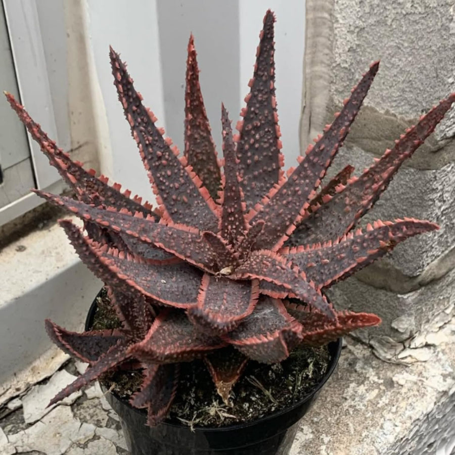 Live Aloe Purple Plant, 4 Inc Pot, Well-Rooted Succulent, Indoor Houseplant