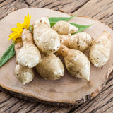 16oz Jerusalem Artichoke Bulbs for Planting, Hardy Perennial Sunchoke Tubers, Home Garden Growing