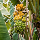 Dwarf Cavendish Banana Tree, 2-3 Feet Tall, Compact Banana Fruit Tree for Container and Garden Planting