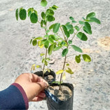 Moringa Tree Live Plant, Malunggay Moring Plant in 4" Pot, 7-10" Well-Rooted, Drumstick Horseradish Trees Live Plants for Planting, No CA