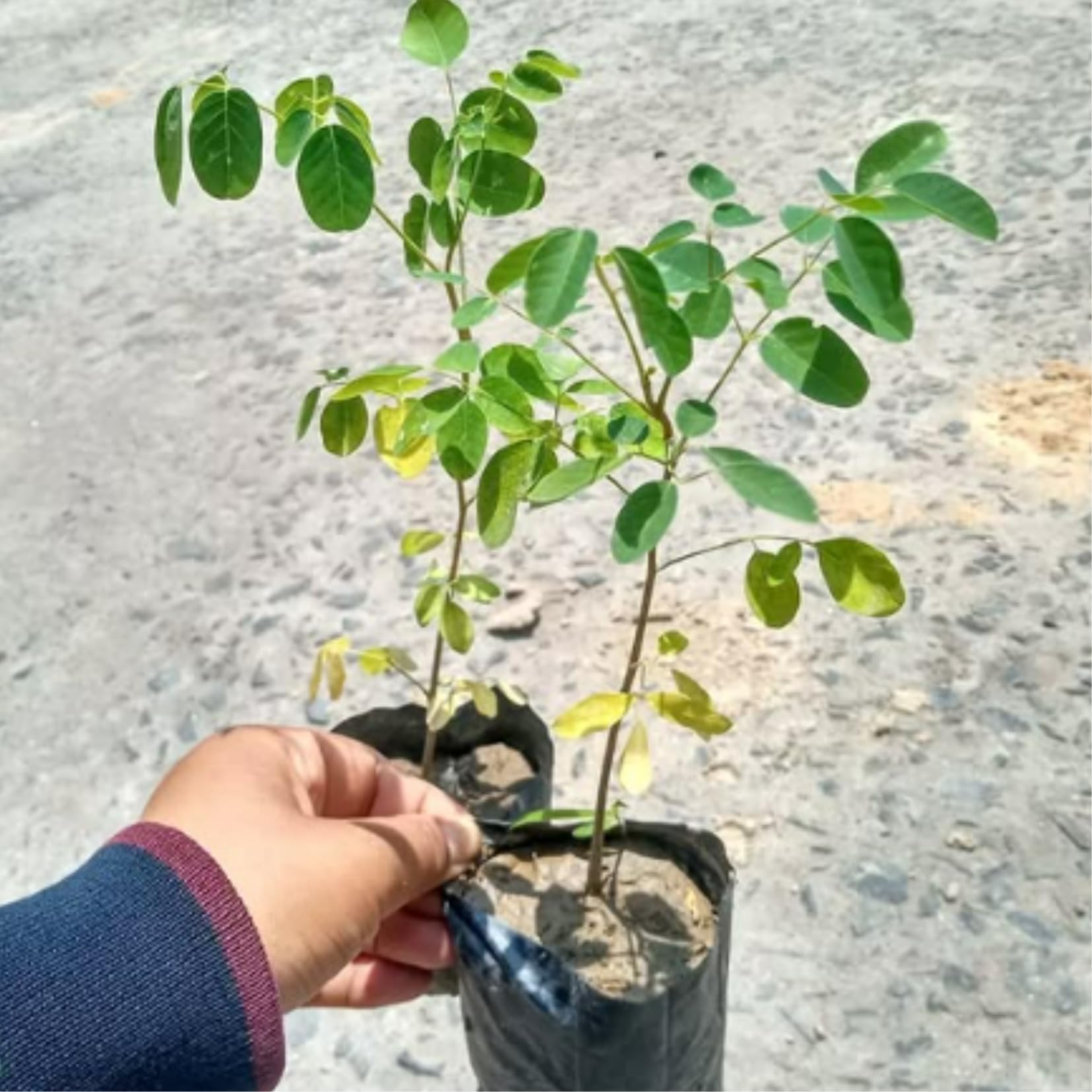 Moringa Tree Live Plant, Malunggay Moring Plant in 4" Pot, 7-10" Well-Rooted, Drumstick Horseradish Trees Live Plants for Planting, No CA