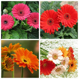 Sets 4 Random Gerbera Daisy Live Plants, Ready to Bloom in Spring, Flower Winter Hardy Outdoor Planting