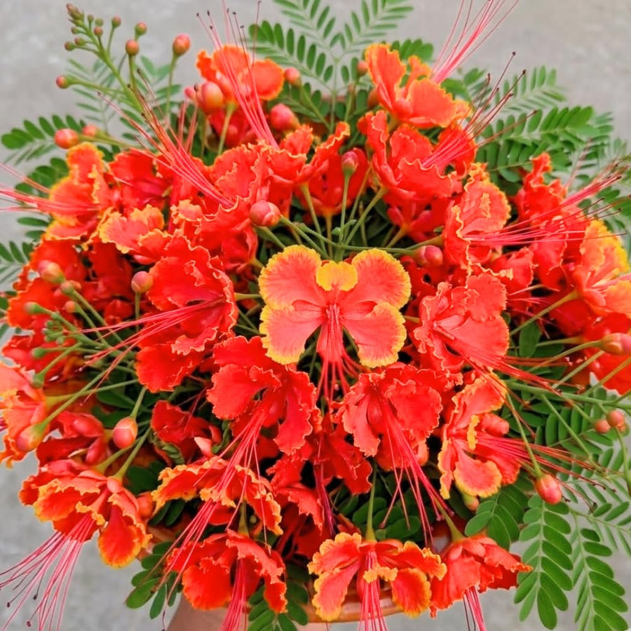 Red Mexican Bird of Paradise Plant Live, 5-6'' Tall, Red Pride of Barbados Tree, Bird of Paradise for Outdoor Planting, Well-Rooted