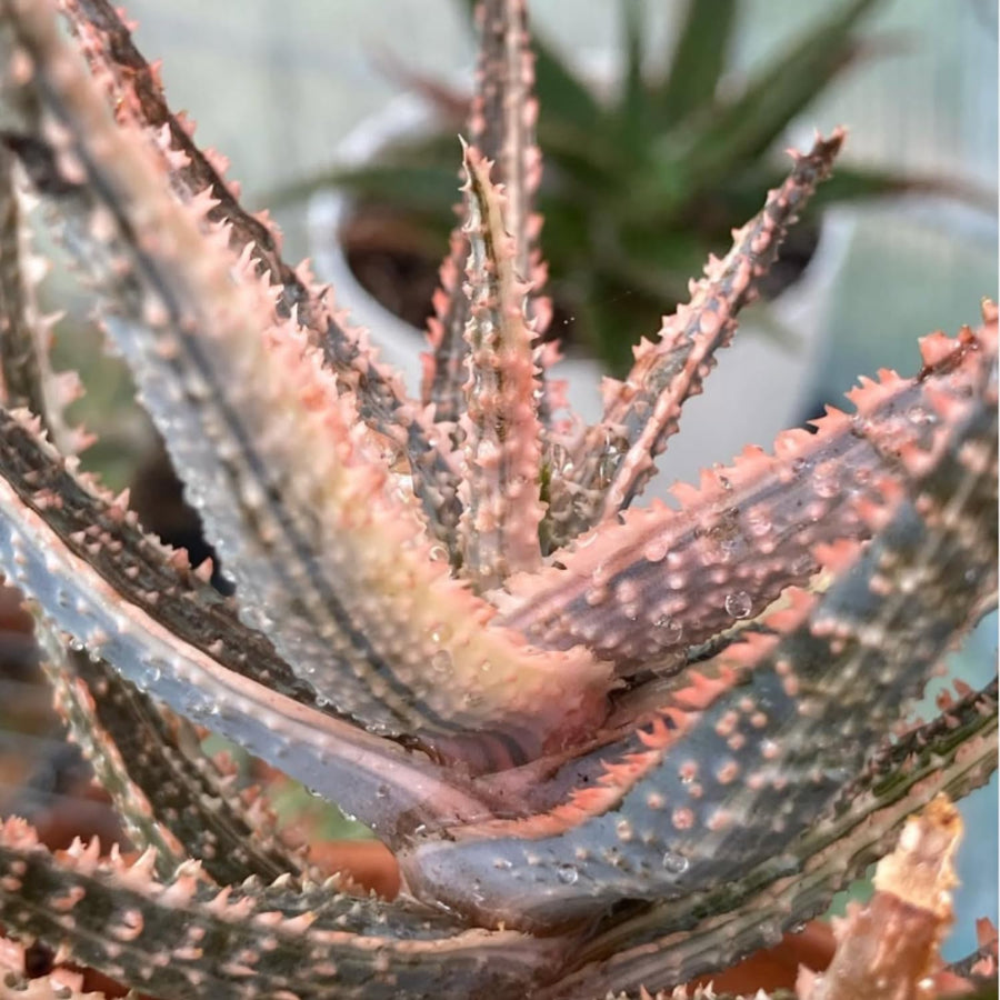 Live Aloe Purple Plant, 4 Inc Pot, Well-Rooted Succulent, Indoor Houseplant