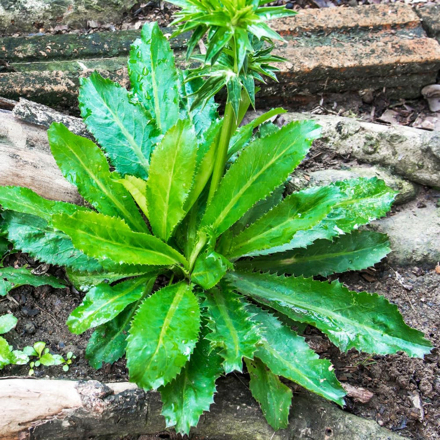 Culantro Live Plant 4 Inches Tall in 4 Inch Pot, Culantro Herb Plant Live, Green Foliage for Indoor Outdoor Growing