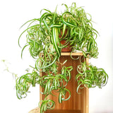 Curly Spider Plant, Variegated Spider Live House Plant, 2-4 Inc Tall, Indoor Outdoor Planting, No Pot