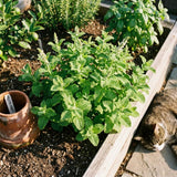 Mojito Mint Plant Live for Planting, Mint Herb Seedlings Well Rooted from 4 to 6 Inches Tall, Fragrant Leaves for Outdoor Garden