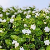 Sambac Jasminum Plant Live, Arabian Jasmine Live Plant, White Flower Arabian Jasmine, 2 Feet Tall in 3 Gallon Pot for Planting