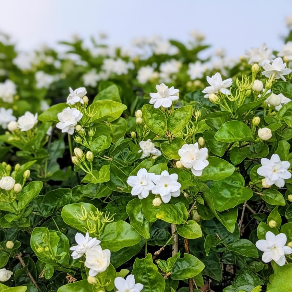 Sambac Jasminum Plant Live, Arabian Jasmine Live Plant, White Flower Arabian Jasmine, 2 Feet Tall in 3 Gallon Pot for Planting