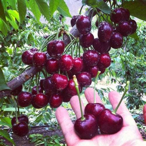 2Pcs Black Cherry Plants Live, 1-2 Feet Tall, Bareroots Dormant, Sweet Cherry Tree Live Plant, Cold Hardy Cherry Live Plant Fruit Tree, Wild Black Cherry Tree Plant