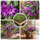Easter Cactus Live Plant, Easter Cactus Plant 5 Inches in Height, 4 Inch Pot, Bright Bloom Flowering Houseplant for Planting (Purple)