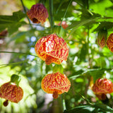 2 Abutilon Plants Live 5-8 Inches Tall - Abutilon Lantern Trailing Hanging Flower Vine Perfect for Enhancing Your Indoor Outdoor Garden (Orange)