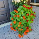 2 Pots Nasturtium Plants, 4 Inch Pot, 4-6″ Tall Nasturtium Flower Starter Plants, Trailing Garden Plant for Containers and Beds