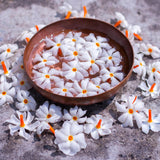Fragrant Night Flowering Jasmine Tree Plants Live in Half Gallon Pot, Nyctanthes Parijat Jasmine Flower Plant
