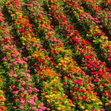 2 Mix Zinnia Plants Live, Zinnia Live Plants for Planting, Flower Plant Tree, 4 Inches Pot