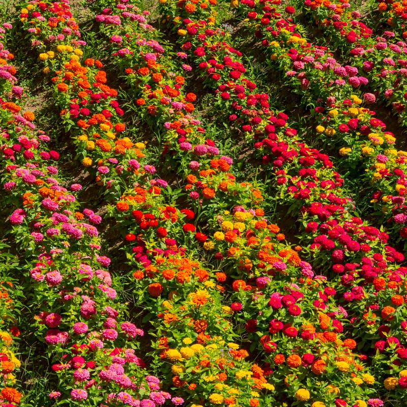 2 Mix Zinnia Plants Live, Zinnia Live Plants for Planting, Flower Plant Tree, 4 Inches Pot