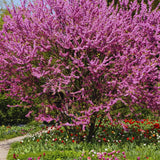 Eastern Redbud Trees Plant Live, Dormant 6 to 12 Inc Tall, American Red Bud Trees Live Plants Bare Roots for Planting Outdoor