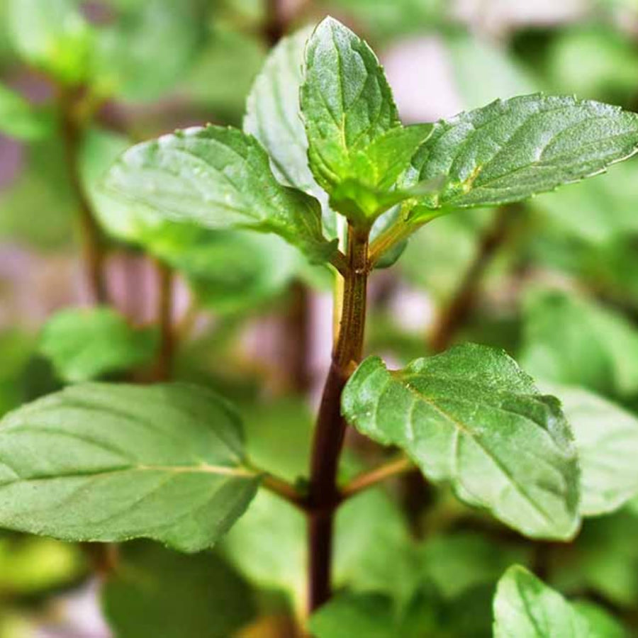 Fragrant Mint Plant Live, 4-6 Inches, Culinary Mint Herb for Indoor Outdoor Gardens (Chocolate Mint)