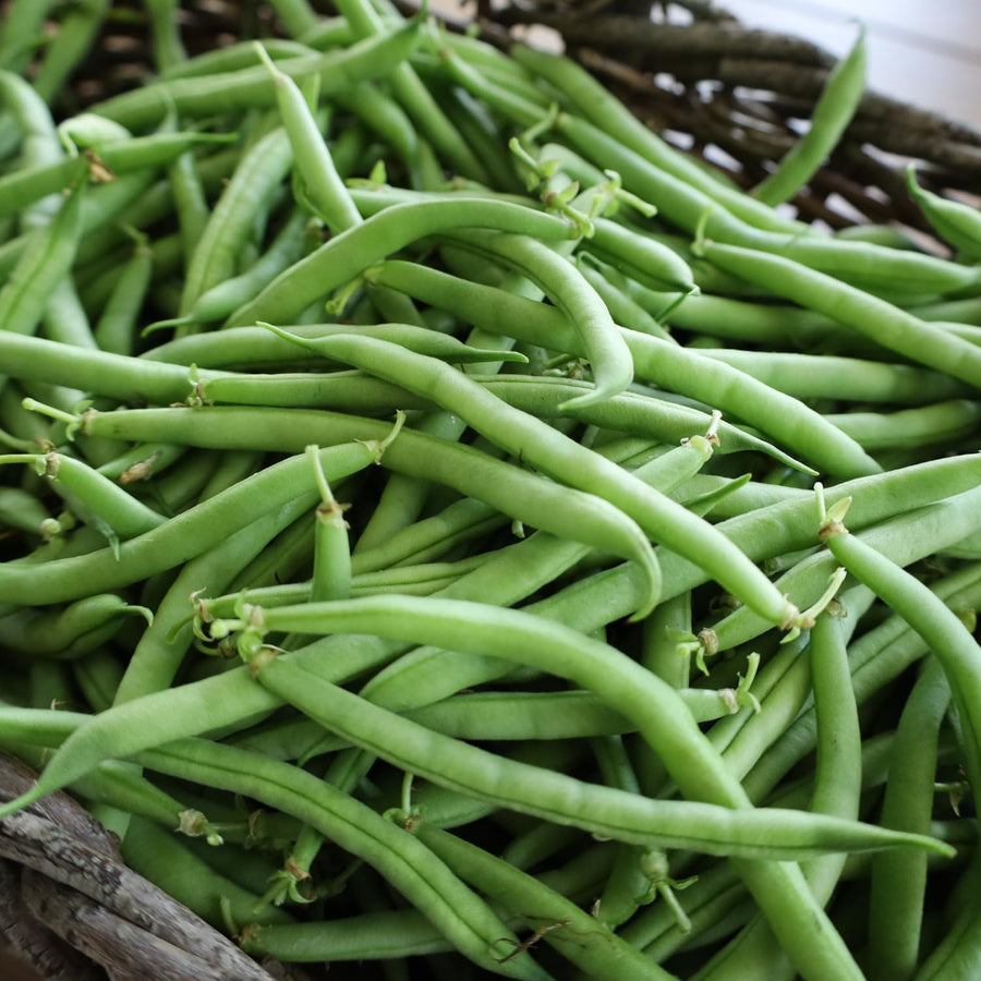 10 Long Green Bush Bean Seeds for Planting, Green Bean Vegetable Seeds, Compact Bush Bean Seeds for Garden and Container Growing