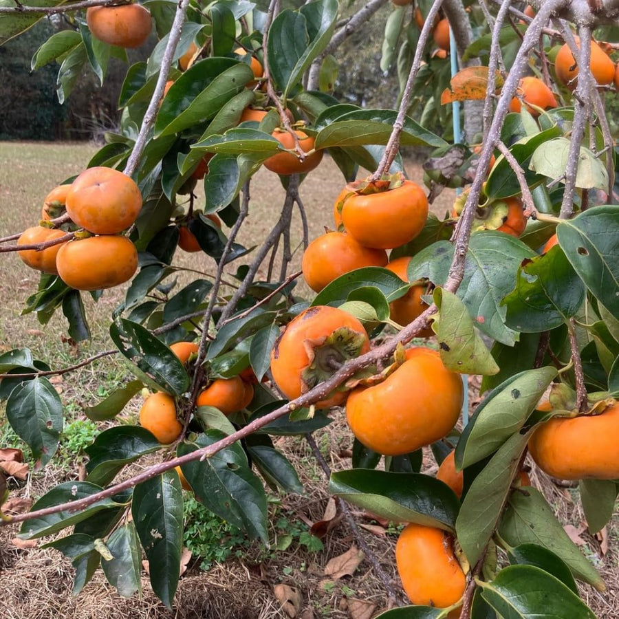 2 High Yield Persimmon Trees Live Fruit Plants, Dormant, 6-12" Cold Hardy for Outdoor Planting, No Leaf, Sweet American Persimmon Tree