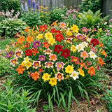 Pack 10 Daylily Bulbs for Planting Spring, Fast Blooming Hardy Perennial Lily Bare Roots for Outdoor Growing (Assorted Day Lily)