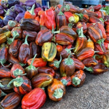 Set 2 Pepper Sweet Chocolate Cherry Pepper Plants Live, 90 Days Old Pepper, Rich Color and Sweet Flavor, No Pot