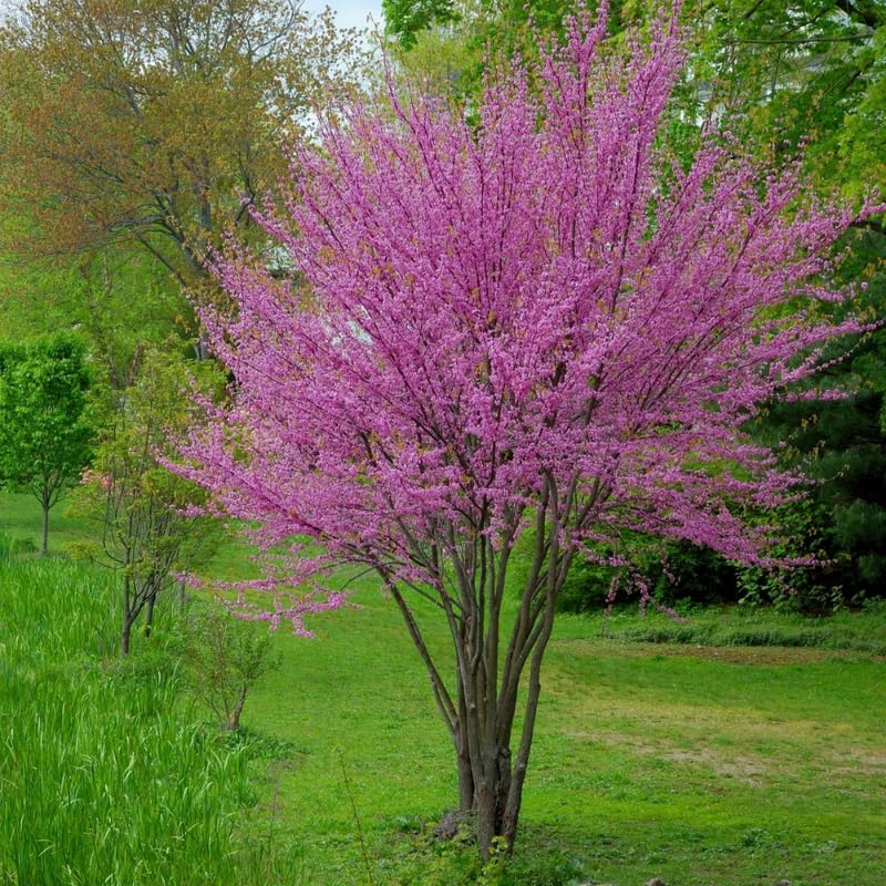 Eastern Redbud Trees Live Plants Seedlings, 1 Year Old Well- Rooted Bare Roots, 6 to 15 Inches, Red Bud Tree for Planting Outdoor